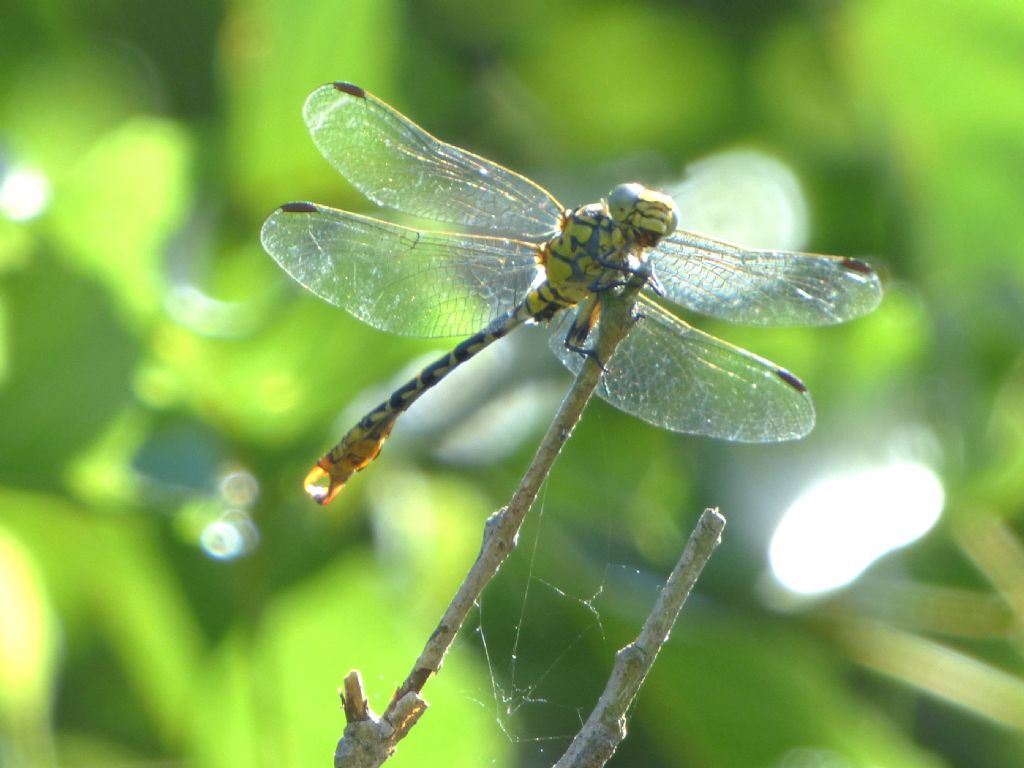 Onycogomphus forcipatus